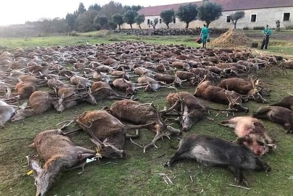 Οργή στην Πορτογαλία: Ισπανοί κυνηγοί σκότωσαν 540 ελάφια και αγριόχοιρους [ΕΙΚΟΝΕΣ]