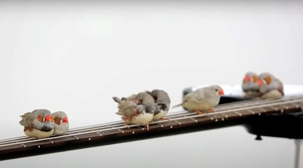 Σπίνοι δημιουργούν τη δική τους μουσική με ηλεκτρικές κιθάρες [ΒΙΝΤΕΟ]
