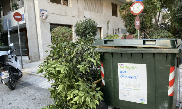 Πρόστιμο σε ιδιοκτήτη που έκοψε δέντρο μπροστά από την επιχείρησή του στην Αθήνα