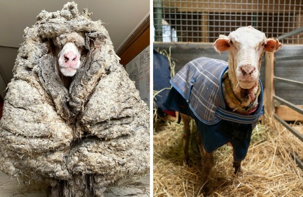 Βίντεο: Μαλλί βάρους 35 κ. αφαιρέθηκε από πρόβατο- Βρέθηκε σε δάσος