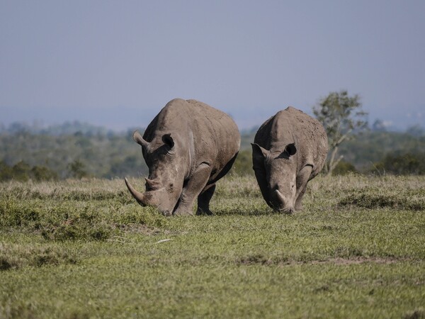 Κένυα: Πρώτη φορά κανένας θάνατος ρινόκερου από λαθροθηρία για πάνω από 20 χρόνια