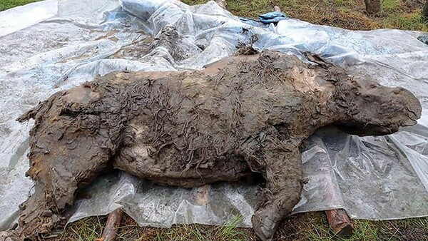 Το λιωμένο πέρμαφροστ αποκάλυψε καλοδιατηρημένο τριχωτό ρινόκερο της Εποχής των Παγετώνων