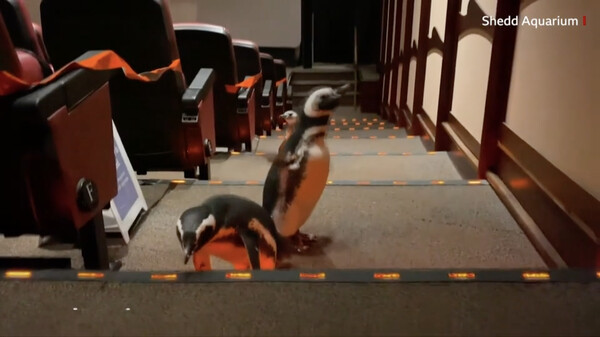 Γιατί οι πιγκουίνοι πηγαίνουν σινεμά στο Σικάγο;