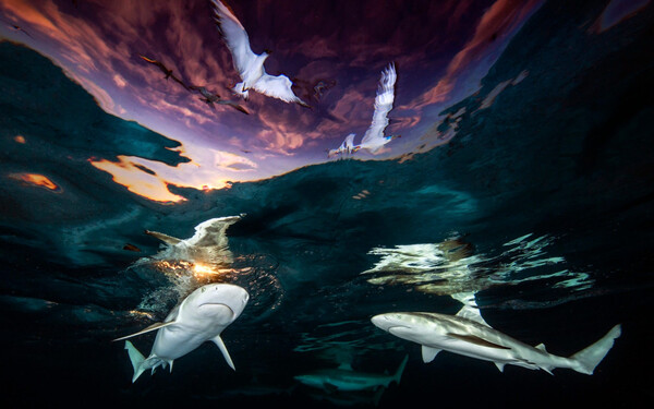 Οι καλύτερες υποβρύχιες φωτογραφίες της χρονιάς