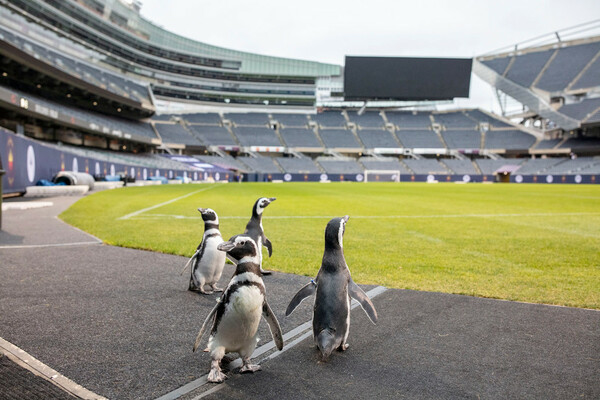 Ενυδρείο έστειλε πιγκουίνους στο άδειο γήπεδο των Chicago Bears για βόλτα