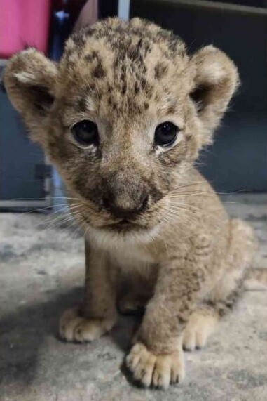 Λιοντάρι γεννήθηκε με τεχνητή γονιμοποίηση σε ζωολογικό κήπο - Η σπάνια περίπτωση του Σίμπα