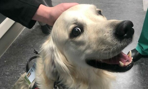 Νοσοκομείο προσέλαβε σκύλο με μοναδική δουλειά να λέει «γεια» στους υπαλλήλους