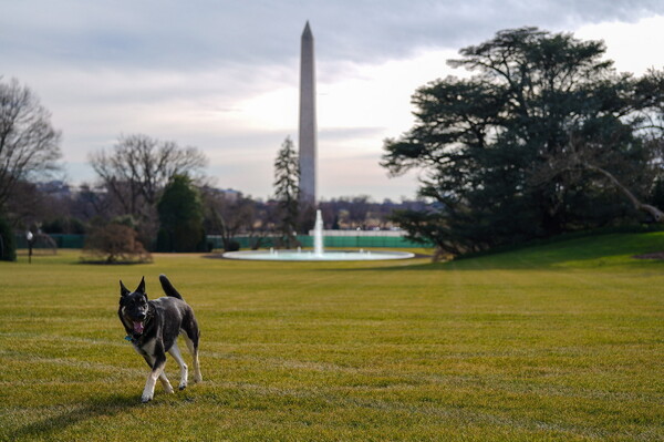 Είναι επίσημο: Oι σκύλοι επέστρεψαν στον Λευκό Οίκο (Φωτογραφίες)