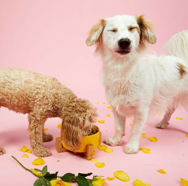 Η παραμυθένια ζωή του τετράποδου Σταύρου: Ένας σκύλος που βρέθηκε σε τσουβάλι έγινε μοντέλο στο Λονδίνο