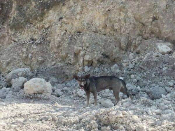 Σκύλος εντοπίζει εγκαταλελειμμένο μωρό και με το γάβγισμά του «οδηγεί» μοτοσικλετιστή στο σημείο