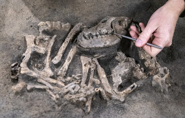 Σκύλος 8.400 ετών βρέθηκε θαμμένος μαζί με το αφεντικό του στη Σουηδία