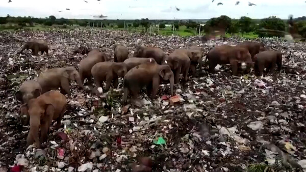 Η Σρι Λάνκα φτιάχνει τάφρο για να κρατά τους ελέφαντες μακριά από τη χωματερή