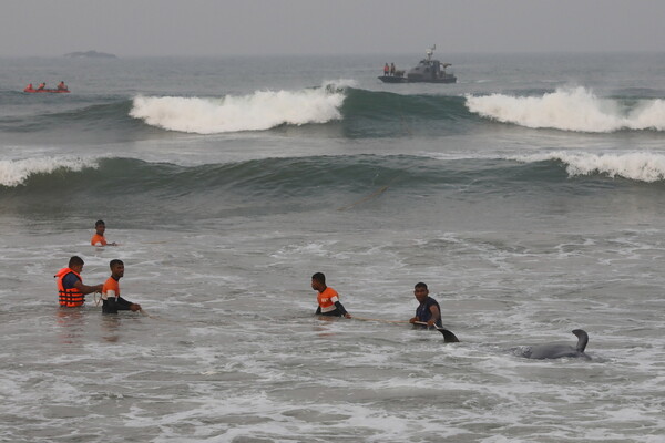 Σρι Λάνκα: Πάνω από 100 φάλαινες εξόκειλαν σε ακτή - Αγωνιώδης επιχείρηση διάσωσης [ΦΩΤΟΓΡΑΦΙΕΣ]