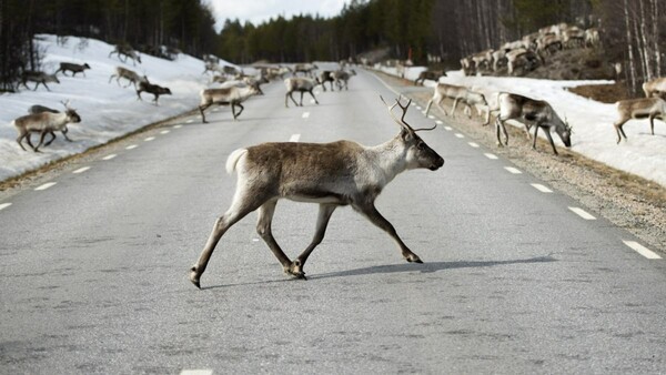 Οι γέφυρες που σώζουν εκατομμύρια ζώα από θάνατο - Τώρα και η Σουηδία υιοθετεί αυτή τη λύση