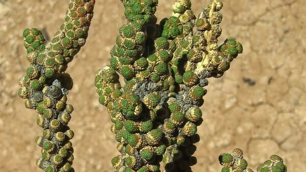 Η «πιο άσχημη ορχιδέα στον κόσμο» ανάμεσα στα φυτά που ανακαλύφθηκαν φέτος