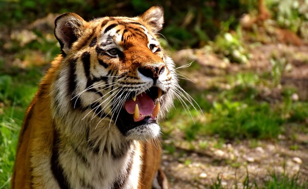 Η 8 μηνών τίγρης που αντί να βρυχάται «τραγουδάει» [ΒΙΝΤΕΟ]