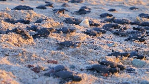 Μεξικό: Αριθμός ρεκόρ στις γεννήσεις θαλάσσιων χελωνών υπό εξαφάνιση