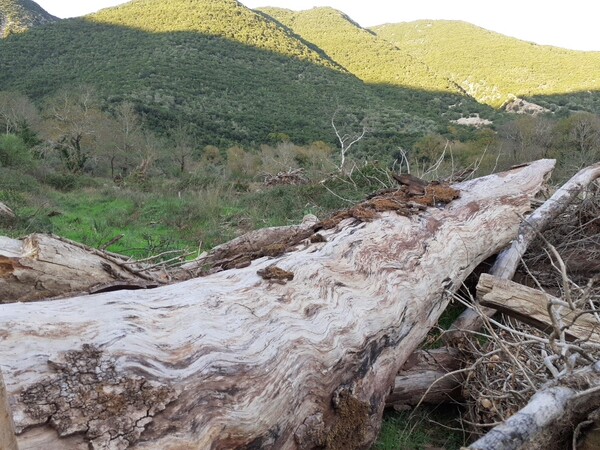 Μύκητας καταστρέφει δάση από πλατάνια στα Ιωάννινα- «Απειλούνται από άμεση εξαφάνιση»