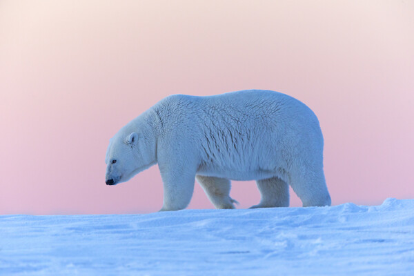 Όταν ο Σκωτσέζος ζωγράφος Τζέιμς Μόρισον συνάντησε μια πολική αρκούδα στην Αρκτική