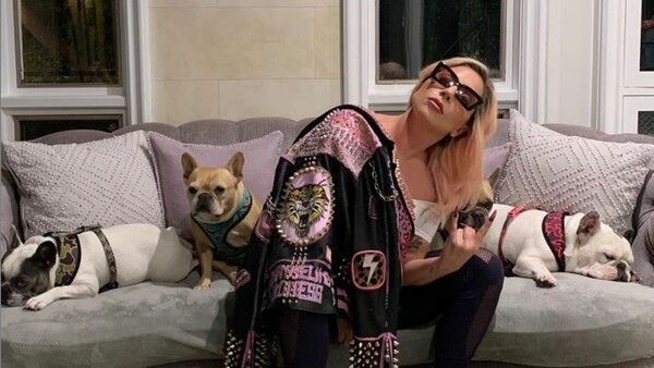 Επέστρεψαν τα δυο γαλλικά μπουλντόγκ της Lady Gaga - Τα παρέδωσαν στην αστυνομία