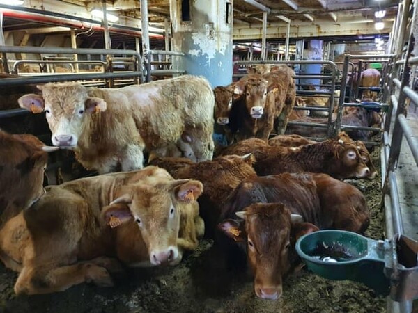 Ισπανία: Θα σφαγιαστούν οι 895 αγελάδες του Karim Allah - Περιπλανιόταν για μήνες στη Μεσόγειο