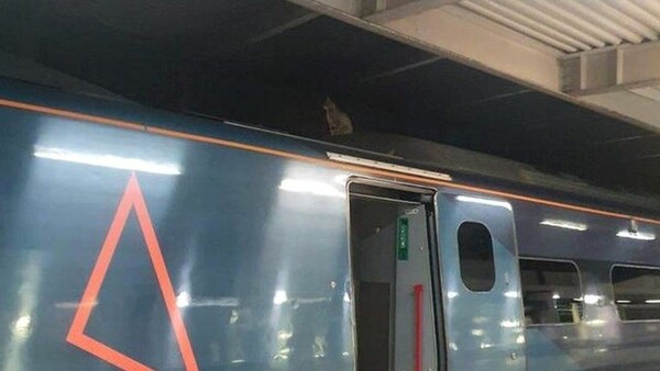 Συναγερμός σε τρένο για μια γάτα - Καθόταν στην οροφή λίγο πριν αναχωρήσει