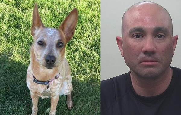 Έκλεψε τον σκύλο της πρώην του μετά από καβγά και του έβαλε φωτιά