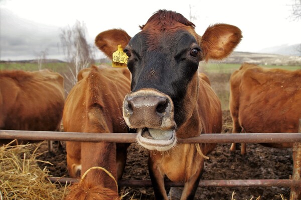 Οι Καναδοί γαλακτοπαραγωγοί σταματούν ταΐζουν φοινικέλαιο τις αγελάδες μετά το ξέσπασμα του «buttergate»
