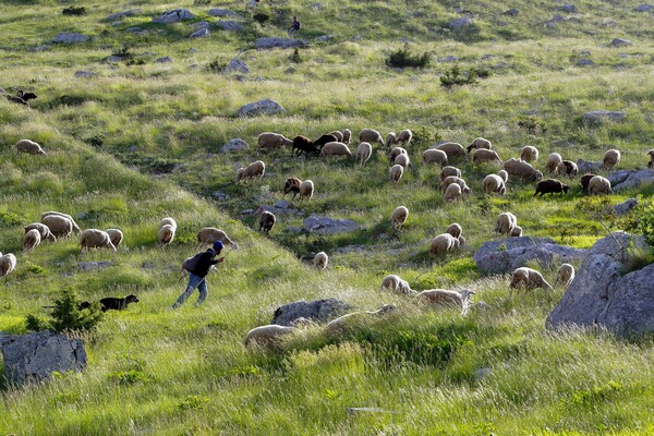 Οι τελευταίοι νομάδες κτηνοτρόφοι της Ελλάδας