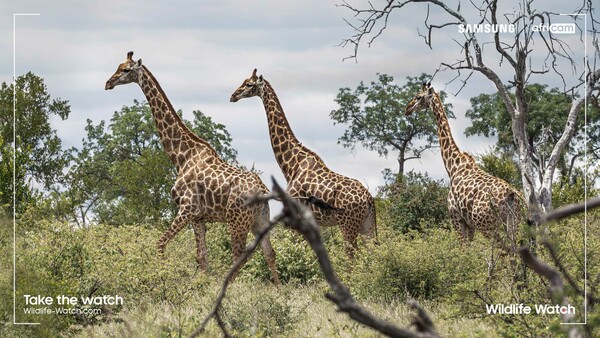 Η πρωτοβουλία Wildlife Watch της Samsung προσκαλεί τους χρήστες να γίνουν εικονικοί δασοφύλακες και να παρακολουθούν τα απειλούμενα είδη σε ζωντανή σύνδεση από τα δάση της Αφρικής