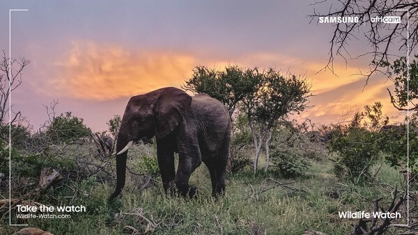 Η πρωτοβουλία Wildlife Watch της Samsung προσκαλεί τους χρήστες να γίνουν εικονικοί δασοφύλακες και να παρακολουθούν τα απειλούμενα είδη σε ζωντανή σύνδεση από τα δάση της Αφρικής