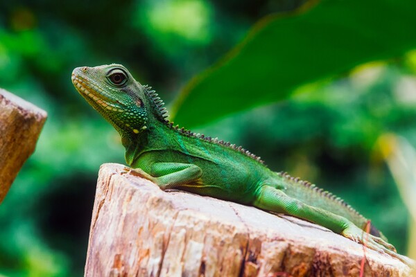 Spate of firecracker attacks on Taiwan's invasive iguanas sparks alarm