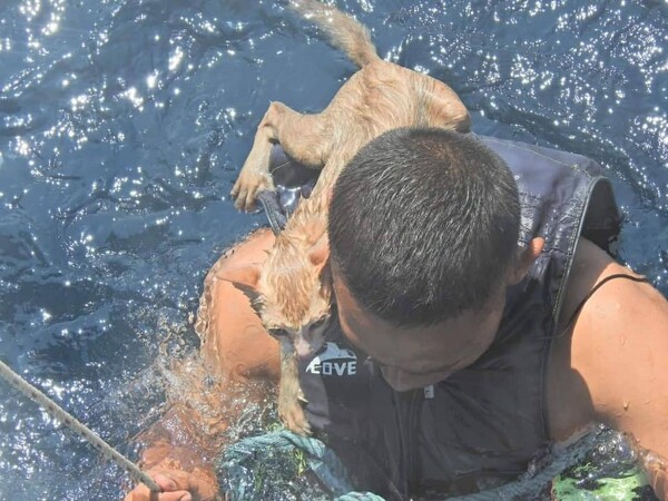 Ταϊλάνδη: Το Πολεμικό Ναυτικό διέσωσε γάτες από καΐκι που βυθιζόταν