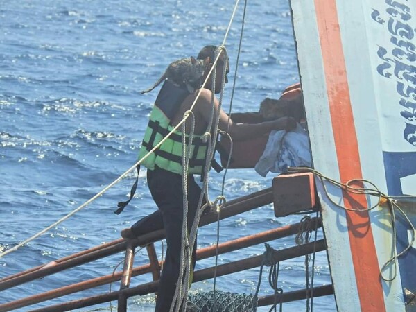 Ταϊλάνδη: Το Πολεμικό Ναυτικό διέσωσε γάτες από καΐκι που βυθιζόταν