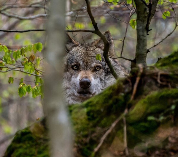 Ισπανία: Διχασμένοι οι κτηνοτρόφοι για την παράταση στην απαγόρευση του κυνηγιού των λύκων