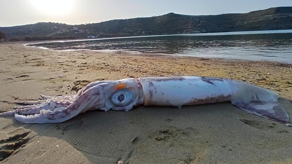 Θράψαλο «γίγας» ξεβράστηκε στην παραλία Οτζιάς στην Κέα