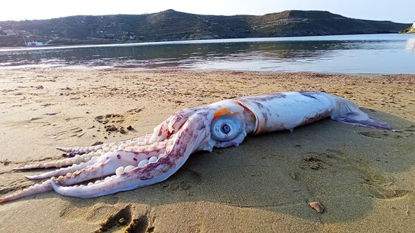 Θράψαλο «γίγας» ξεβράστηκε στην παραλία Οτζιάς στην Κέα