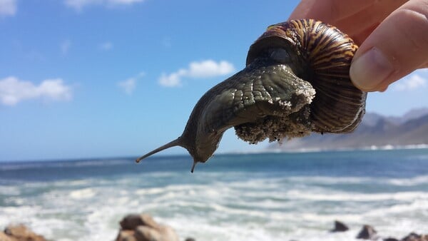 Βρέθηκαν θαλάσσια σαλιγκάρια που αυτοαποκεφαλίζονται δημιουργώντας νέο σώμα