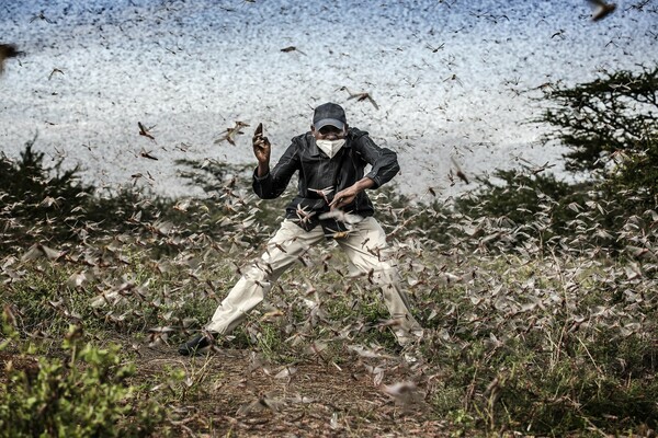 Fighting Locust Invasion in East Africa, Luis Tato