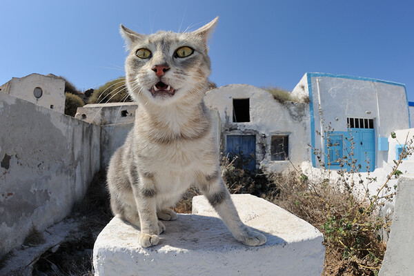 Η Γάτα του Αιγαίου στο Animal Planet