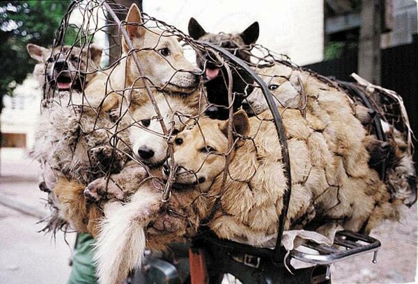 Σώθηκαν 750 σκυλιά στην Ταϋλάνδη