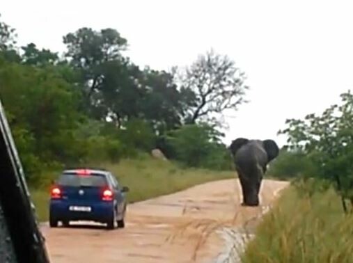 Eλέφαντας επιτέθηκε σε αυτοκίνητο με τουρίστες στο πάρκο Κρούγκερ