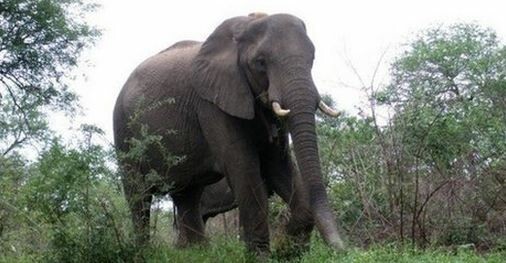 Eλέφαντας επιτέθηκε σε αυτοκίνητο με τουρίστες στο πάρκο Κρούγκερ