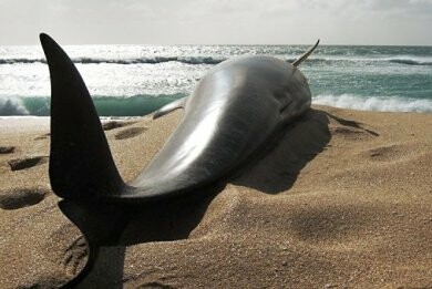 Πάνω από δέκα νεκρές φάλαινες στην Κέρκυρα