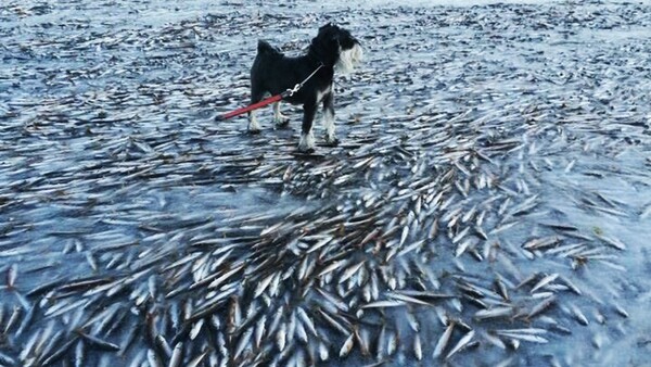 Σκηνικό αποκάλυψης με χιλιάδες ψάρια που πάγωσαν ακαριαία στη Νορβηγία
