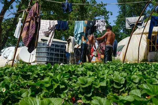 Η Χ.Α. καταδικάζει τους πυροβολισμούς κατά μεταναστών στη Μανωλάδα