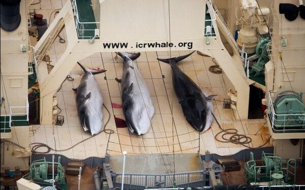 Σφαγή φαλαινών από παράνομα ιαπωνικά φαλαινοθηρικά σε προστατευμένη θαλάσσια περιοχή