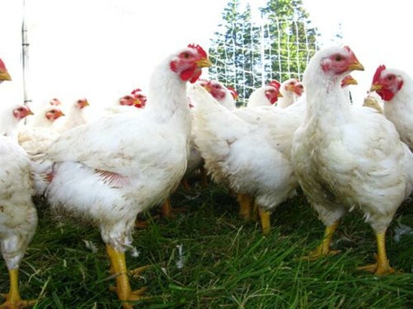 Απαγορευμένα αντιβιοτικά ανιχνεύτηκαν σε κοτόπουλα στο Κορωπί