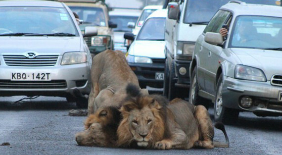 Κένυα: Λιοντάρια προκαλούν μποτιλιάρισμα στους δρόμους