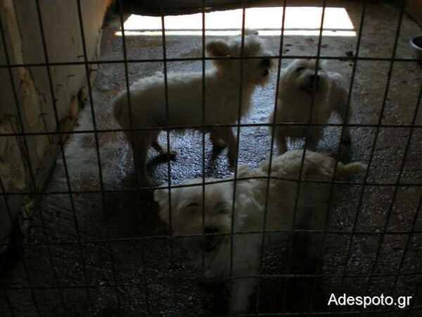 Εξαφάνισαν όλα τα σκυλιά από το παράνομο εκτροφείο στον Μαραθώνα